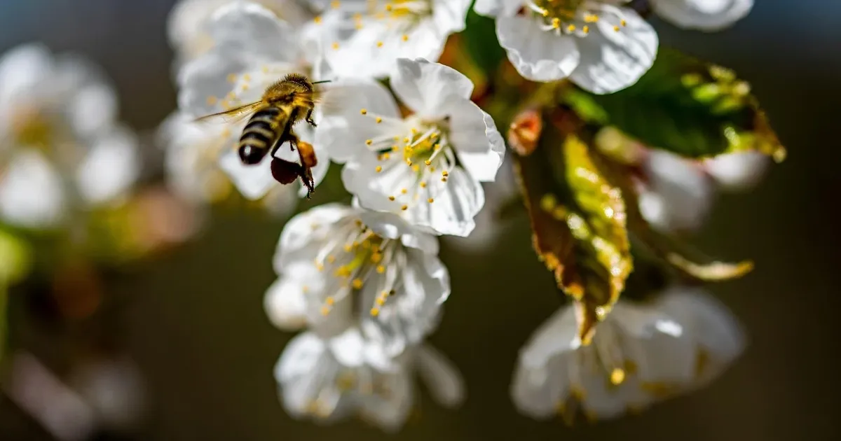 Benefits of Malaysian Mountain Honey