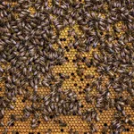 Benefits of VIP Vital Honey