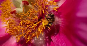 Benefits of VIP Vital Honey