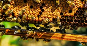Benefits of Malaysian Mountain Honey