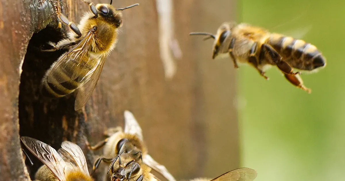 Benefits of VIP Vital Honey